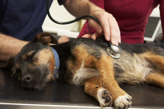 Odvoz psa k veterináři